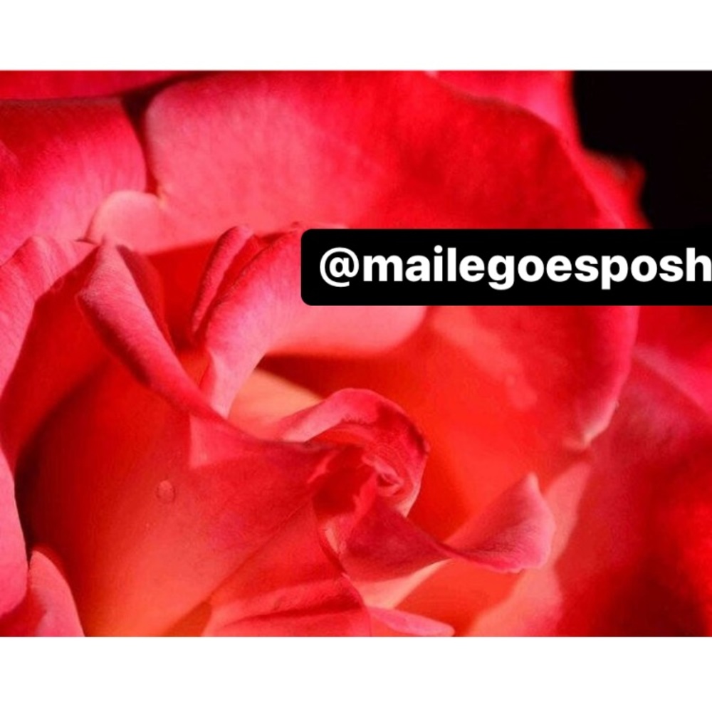 Art Photograph Print bright hot pink tea rose flower anniversary gift 8X10”